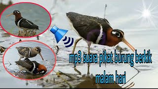 Download lagu Suara panggilan burung berkik/tiruk sawah untuk malam hari, paling ampuh mp3