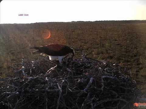 Osprey in Finland, 28-06-2009