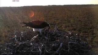 preview picture of video 'Osprey in Finland, 28-06-2009'