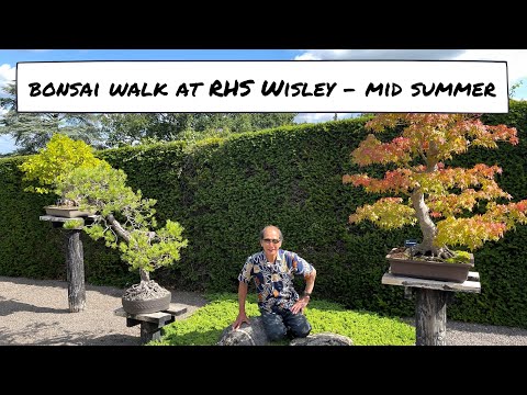 Bonsai Collection at RHS Wisley