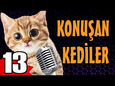 Konuşan Kediler 13 - En Komik Kedi Videoları
