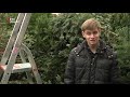 Martijn (16) verzamelt alle kerstbomen in Vianen voor de versnipperaar [RTV Utrecht]