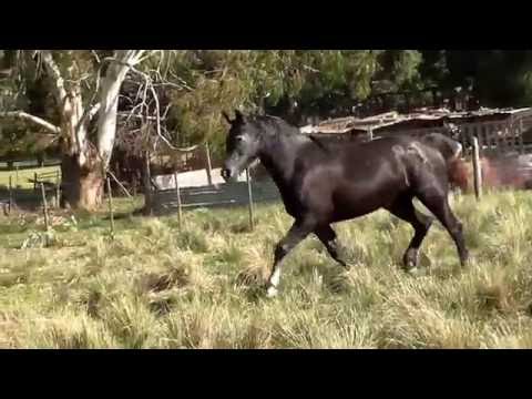 -VENDIDO A NORBERTO, LA PLATA- POTRO DE FISICO $15.000_ WWW.LOSBAGUALES.COM,AR