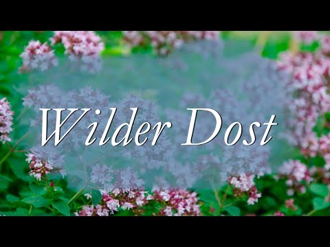 Wilder Dost oder wilder Majoran / Origanum vulgare / Gewürz für südländische Gerichte / Heilpflanze