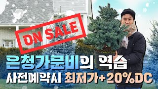 딱1주일만! 매년 크리스마스의 행복을 100배 증폭시켜줄 은청가문비의 파격적인 역습! [JB가든센터_대림묘목…