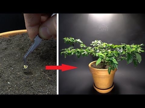 Black Naga Chili Time Lapse -  Seed To Fruit in 212 days