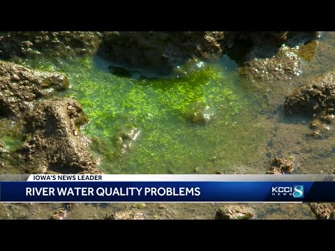 Blue-green algae halts treatment of water from Des Moines River