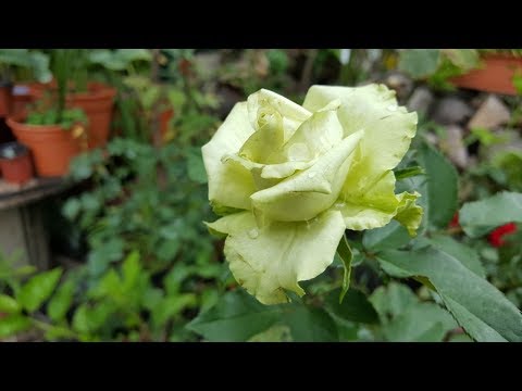 download lagu mp3 mp4 Existen Las Rosas Verdes, download lagu Existen Las Rosas Verdes gratis, unduh video klip Existen Las Rosas Verdes