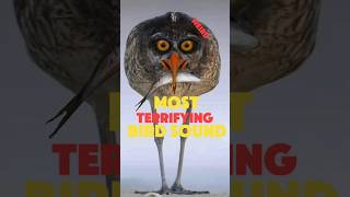 Download lagu 5 TERRIFYING birds SOUNDS mp3