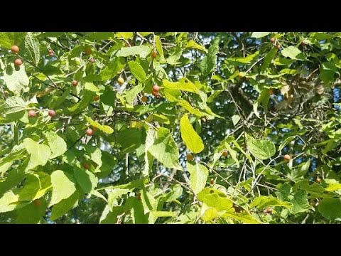 Hackberry foraging in Texas | wild edible berries