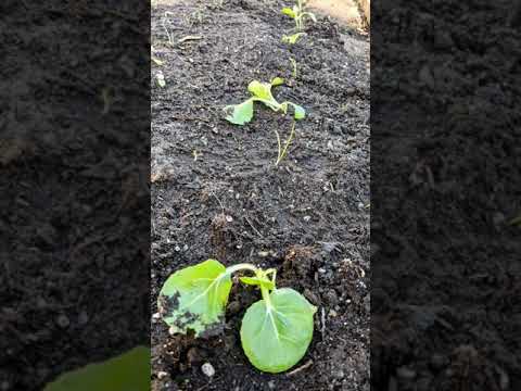 Planting Winter Sown Seedlings