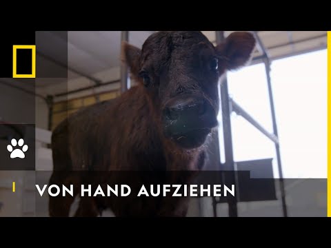 Das Kalb muss trinken | Heartland Docs: Die Tierarzt-Familie