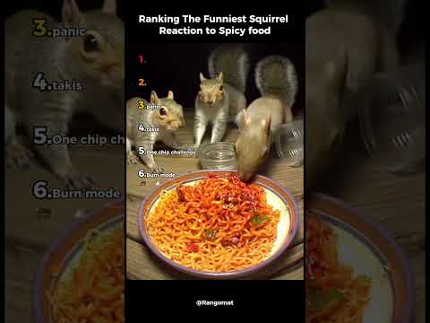 Ranking The Funniest Squirrel Reaction to Spic foodm#ranking #funny #moments #spic #food #squirrel