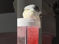 Making Valentine S Boba Split Cup Drink