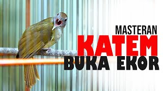 Download lagu MASTERAN KAPAS TEMBAK GACOR BUKA EKOR mp3