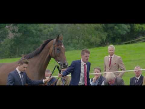 Paul Nicholls Open Day 2016 - PART 2