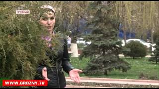 В Грозном отмечают Всемирный день счастья