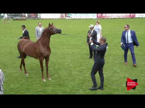 N.61 RHR HEIR OF MARWAN - Chantilly 2017 World Cup - 7 Years Old and Older Stallions (Class 10)