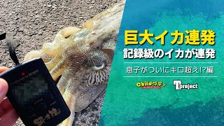 息子がようやく釣り解禁したので春イカ探し！【コラボ】