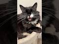 Cute Tuxedo Cat Talks To Me Says Hello