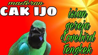 Download lagu masteran cucak ijo isian -greja- Lovebird- tengkek mp3