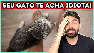 7 Sinais de Que Seu Gato Acha Que Você é Um IDIOTA (Mas Ele Tolera Isso Porque TE AMA!)