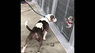 Sloan with dogs at shelter