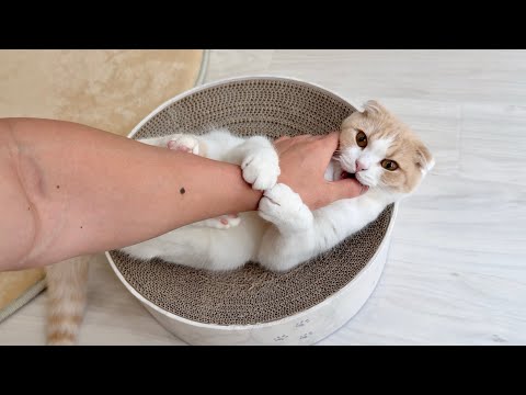 甘えんぼ猫のなでなでを焦らしすぎたら怒ってこうなっちゃいましたwww