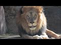 African Lion Izu And Etosha San Diego Zoo Safari Park 2 7 2021