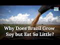 Brazil Sao Paulo S Hidden Soy Market From Export Giant To Gourmet Niche AF1B