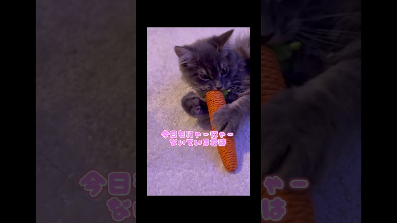 おかえりにゃ！ #サイベリアン #ねこのいる生活 #ねこ動画 #ラガマフィン #子猫 #子猫の成長日記