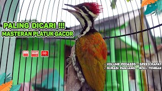 Download lagu Pelatuk Bawang Gacor, Suara Jernih, dan Ada Jeda‼️ Suaranya Paling Disukai oleh Juri (Episode 26) mp3