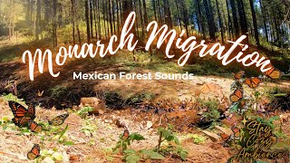Mexican Monarch Migration 🦋 Enchanted Forest Ambience | Unique Fall Nature Sounds | 2 Hours #monarch #butterfly #migration gameplay video by alucas, 120:00 duration