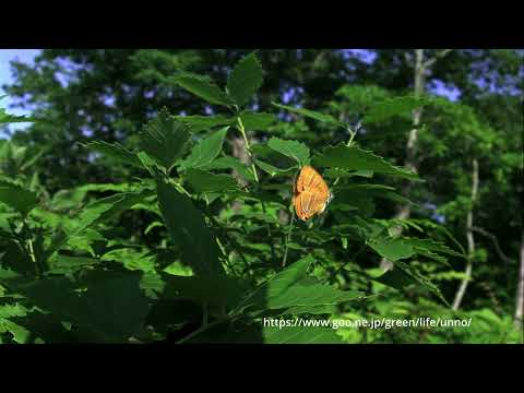 アカシジミの飛翔