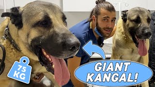 GIANT SHEPHARD DOG KANGAL! ( 75 Kilograms! ) #TheV