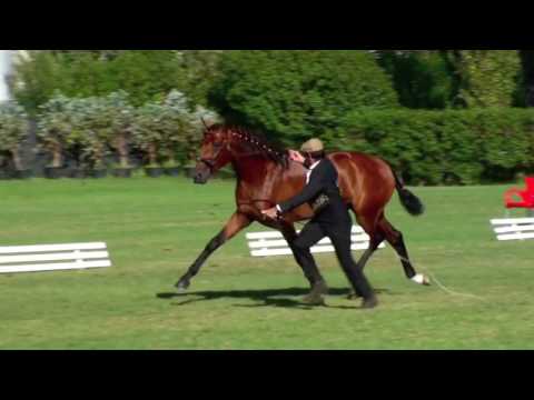 Escorial Campeão 2 anos e Grande Campeão Macho em Lisboa 2011