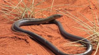 preview picture of video 'Alice Springs, the heart of Central Australia'