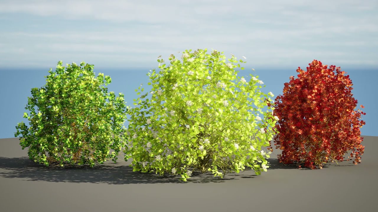 Evergreen Sunjoy Gold Beret Barberry bush 3D Model