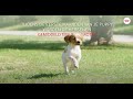 Royal Canin SHN Puppy Medium