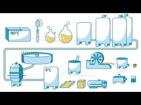 How yeast is made - Lesaffre