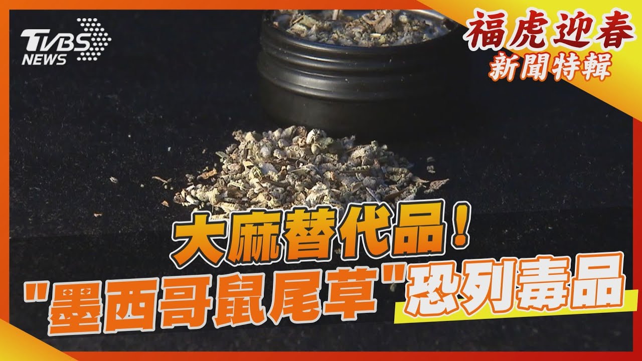 大麻替代品！　迷幻「墨西哥鼠尾草」恐列毒品