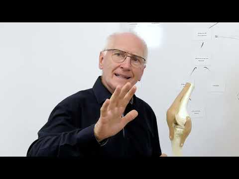 18  Quadrilaterale verlängerung - gleichzeitige Verlängerung von Oberschenkel und Unterschenkel