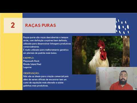 RAÇAS PURAS DE GALINHAS | entenda a nível comercial | GALINHA DE RAÇA PURA