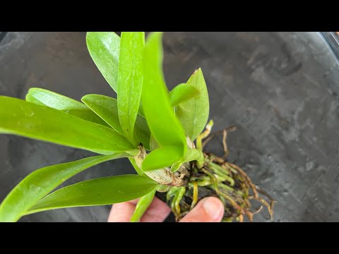 When and How to Repot a Cattleya Orchid Seedling - Beginner’s guide