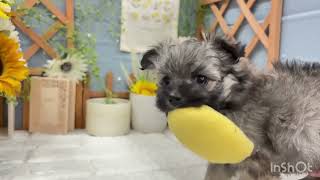 ハーフ犬の動画01