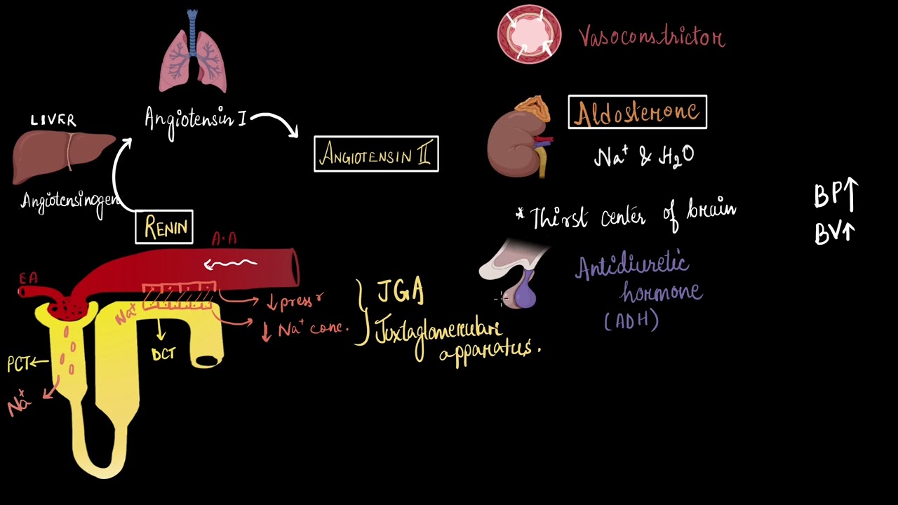 Regulation of kidney function | Excretory products and their elimination | Biology | Khan Academy