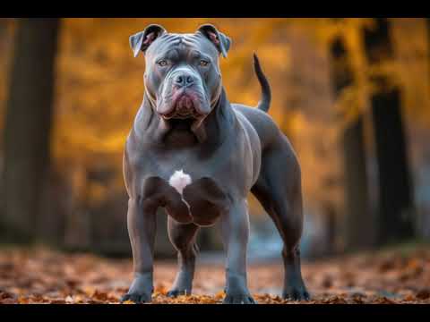 BULLSTIFF  DOG@ DRSKSINGH CHANNEL JAI SHREERAM