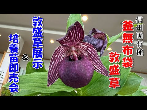 アツモリソウについて詳しく解説