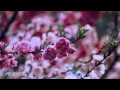 The Color of Spring   BERNWARD KOCHRelaxing, soothing, emotional music1