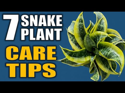 7 Snake Plant Care Tips That You Need to Know - SereneGreen Gardens